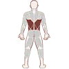 Lower Back Hips
