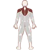 Neck Shoulders